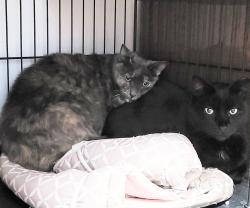 Lost Male Cat last seen Schraffts Dr. x Scott Rd., Waterbury, CT 06705