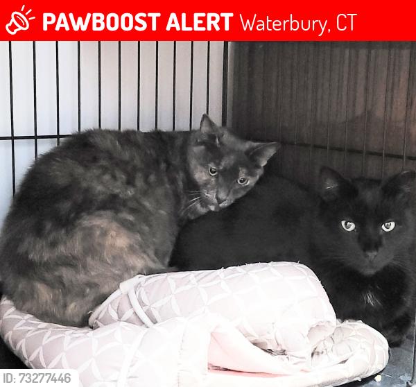 Lost Male Cat last seen Schraffts Dr. x Scott Rd., Waterbury, CT 06705