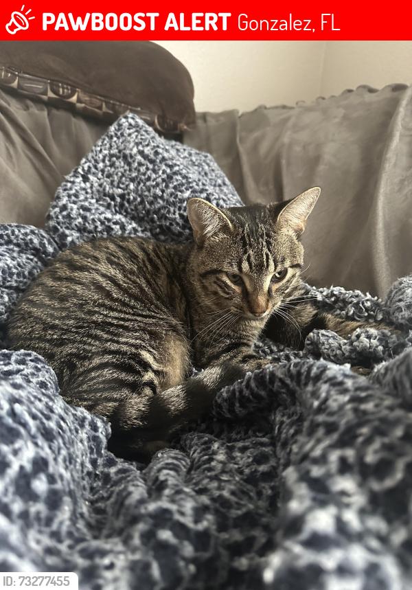 Lost Male Cat last seen Pine forest and Roberts road, Gonzalez, FL 32533