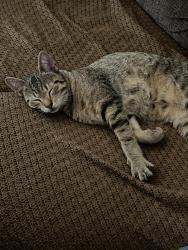Found/Stray Male Cat last seen Placencia and 19th, Costa Mesa, CA 92627