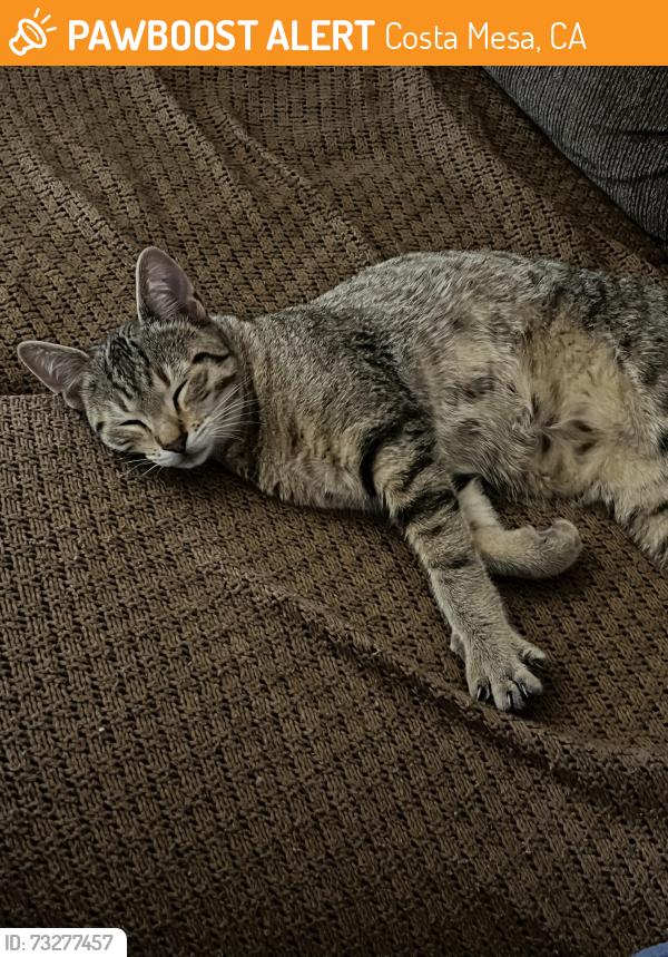 Found/Stray Male Cat last seen Placencia and 19th, Costa Mesa, CA 92627