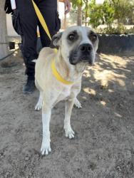 Shelter Stray Female Dog last seen S Elm & W American Ave, Easton Zone Fresno CO 3 93706, CA, 1510 W Dan Ronquillo Dr, Fresno, CA 93706, USA