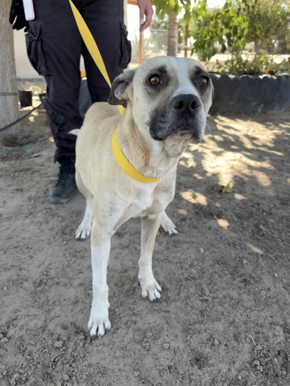 Shelter Stray Female Dog last seen S Elm & W American Ave, Easton Zone Fresno CO 3 93706, CA, 1510 W Dan Ronquillo Dr, Fresno, CA 93706, USA