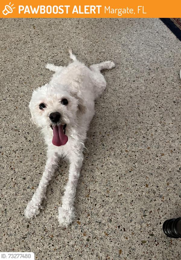 Found/Stray Female Dog last seen 62nd Terrace, Margate, FL 33063