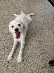 Found/Stray Female Dog last seen 62nd Terrace, Margate, FL 33063