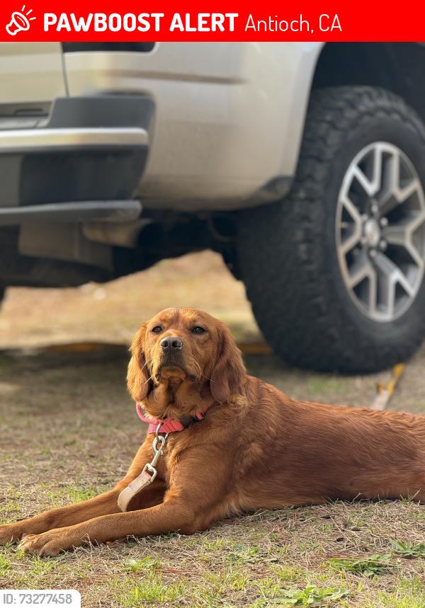 Lost Female Dog last seen Harbour Park, Antioch, CA 94509