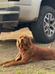 Lost Female Dog last seen Harbour Park, Antioch, CA 94509