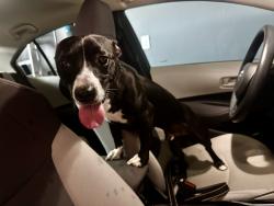 Found/Stray Male Dog last seen Nolan Farms, Gastonia, NC 28056