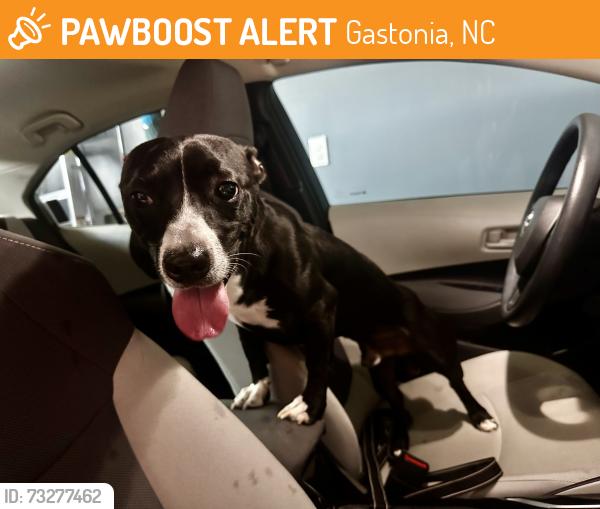 Found/Stray Male Dog last seen Nolan Farms, Gastonia, NC 28056