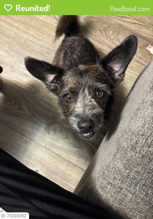 Reunited Male Dog last seen Merrill and University, Jacksonville, FL 32277