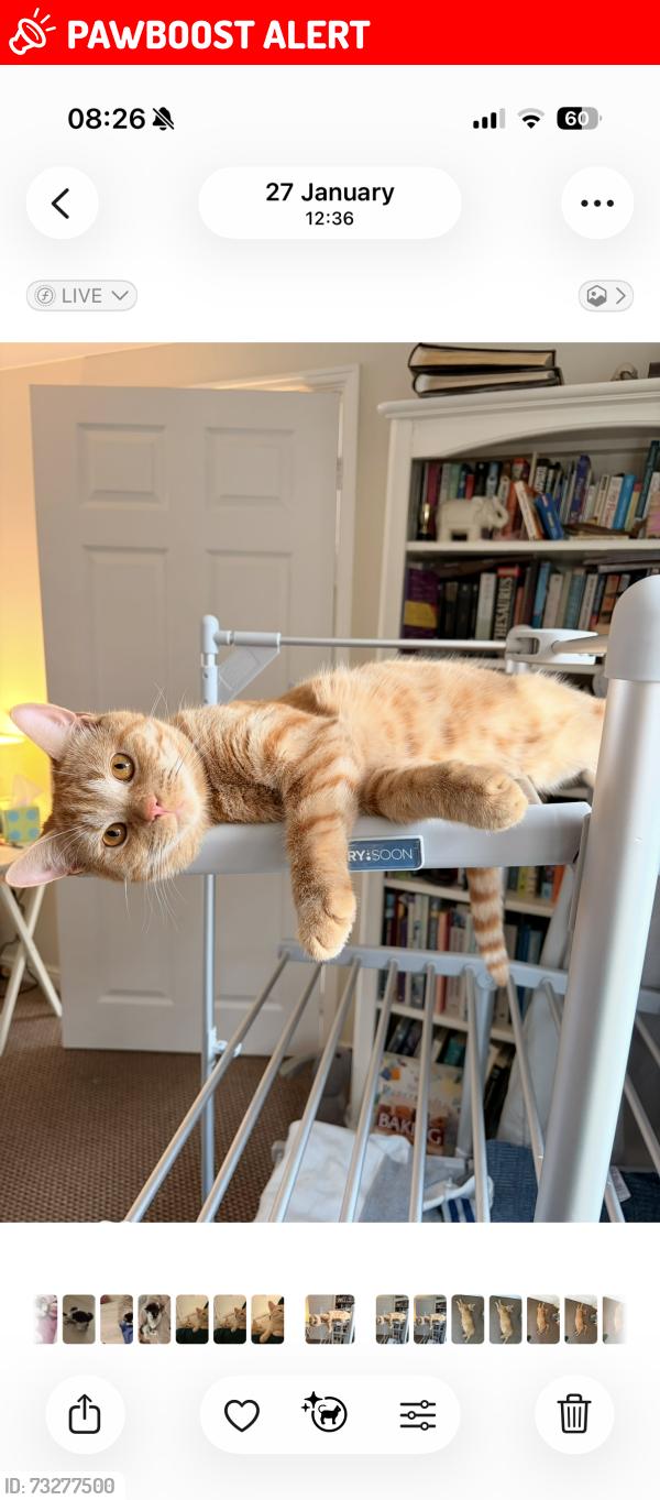 Lost Male Cat last seen Peafield lane est, Mansfield Woodhouse, England 