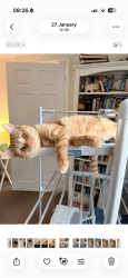 Lost Male Cat last seen Peafield lane est, Mansfield Woodhouse, England 