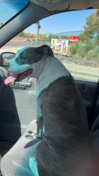 Found/Stray Female Dog last seen Taylor Ranch Rd NW and Calle Nortena, Albuquerque, NM 87120