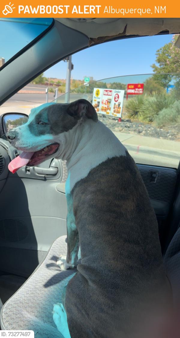 Found/Stray Female Dog last seen Taylor Ranch Rd NW and Calle Nortena, Albuquerque, NM 87120