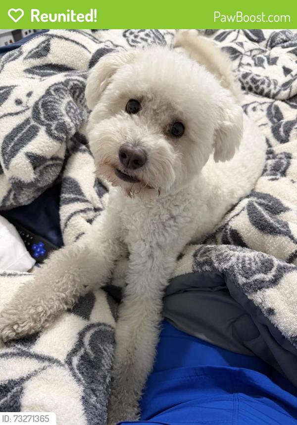 Reunited Male Dog last seen Fry road, Westfield Pines, TX 77449