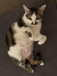 Lost Male Cat last seen Harrison ave nw, Olympia, WA 98502
