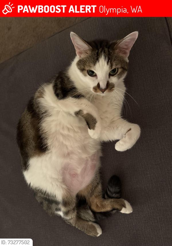 Lost Male Cat last seen Harrison ave nw, Olympia, WA 98502
