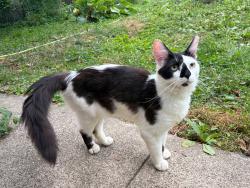 Found/Stray Male Cat last seen Charles Ave and Syndicate St. N, Saint Paul, MN 55104