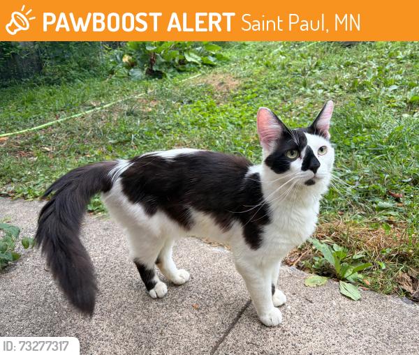 Found/Stray Male Cat last seen Charles Ave and Syndicate St. N, Saint Paul, MN 55104