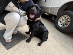 Lost Female Dog last seen Near hurricane hill road granite falls, Granite Falls, NC 28630