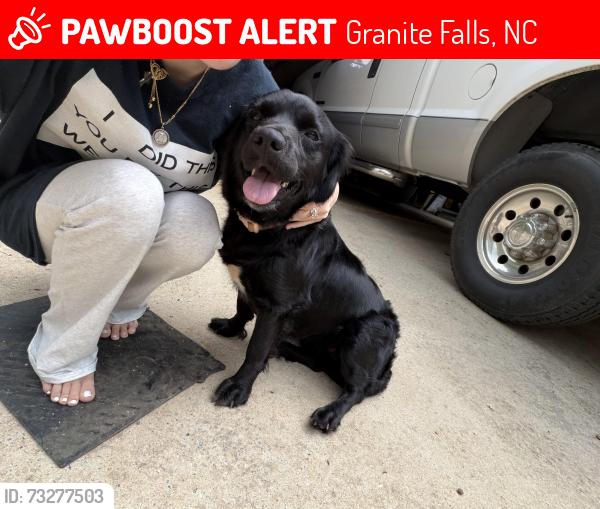 Lost Female Dog last seen Near hurricane hill road granite falls, Granite Falls, NC 28630