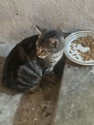 Found/Stray Male Cat last seen 19th and Placencia, Costa Mesa, CA 92627