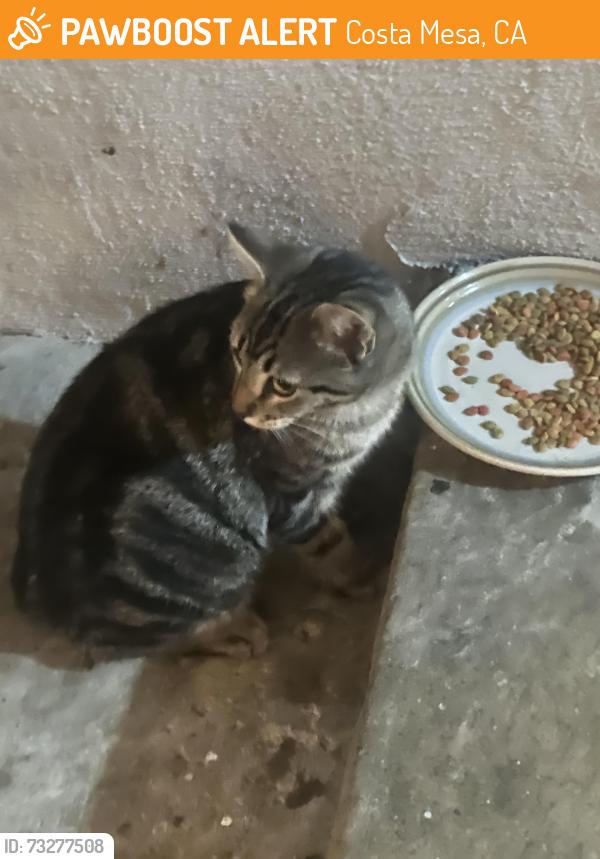 Found/Stray Male Cat last seen 19th and Placencia, Costa Mesa, CA 92627
