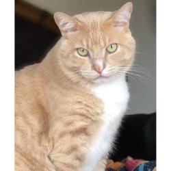 Lost Male Cat last seen Near warbler way, La Jolla, ca 92037, San Diego, CA 92037
