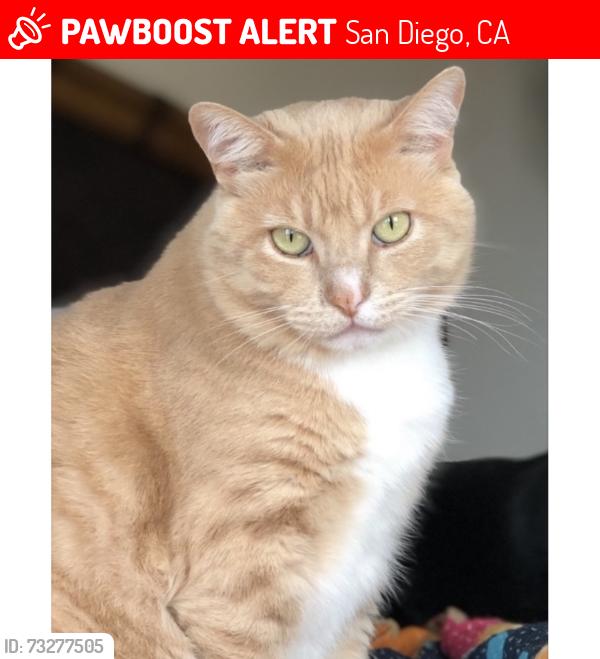 Lost Male Cat last seen Near warbler way, La Jolla, ca 92037, San Diego, CA 92037