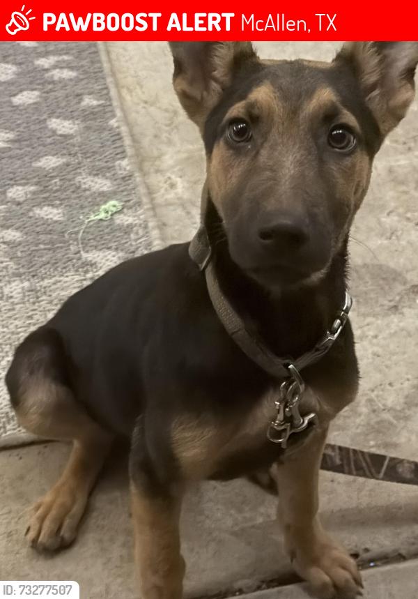 Lost Male Dog last seen Tamarak Ave , Upas ave , Vine Ave, McAllen, TX 78501