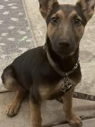 Lost Male Dog last seen Tamarak Ave , Upas ave , Vine Ave, McAllen, TX 78501