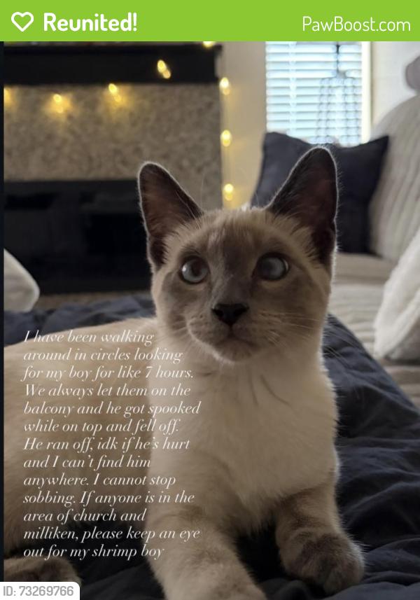 Reunited Male Cat last seen Millikan, Rancho Cucamonga, CA 91730