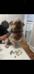 Lost Female Dog last seen Near institute st freehold nj 07728, Freehold, NJ 07728