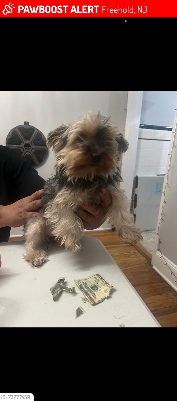 Lost Female Dog last seen Near institute st freehold nj 07728, Freehold, NJ 07728