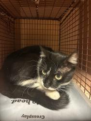 Shelter Stray Female Cat last seen Near Springdale Road, AUSTIN, TX, 78724, 7201 Levander Loop bldg a, Austin, TX 78702, USA