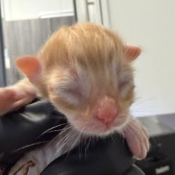 Shelter Stray Male Cat last seen Near S 35th Street, San Diego, CA, 92113, 5500 Gaines St, San Diego, CA 92110, USA
