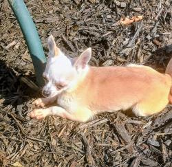 Found/Stray Female Dog last seen Near w Church Street Fairchamce, Fairchance, PA 15436