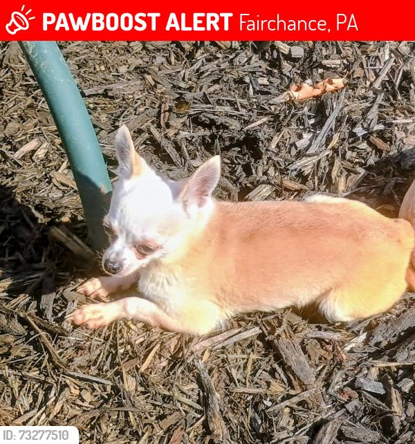 Found/Stray Female Dog last seen Near w Church Street Fairchamce, Fairchance, PA 15436