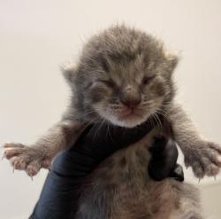Shelter Stray Male Cat last seen 25th Street, San Diego, CA, 92102, 5500 Gaines St, San Diego, CA 92110, USA