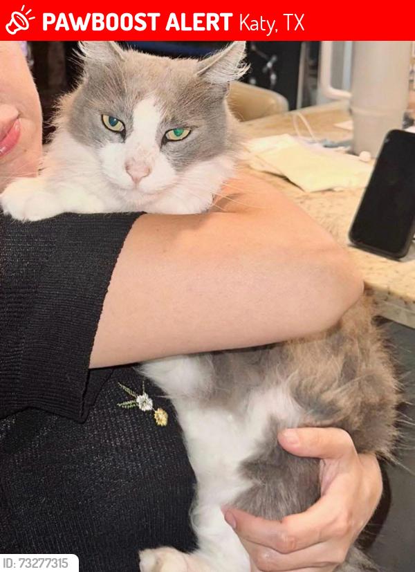 Lost Male Cat last seen Haystream and Wildhawk, Katy, TX 77449