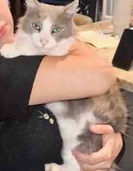 Lost Male Cat last seen Haystream and Wildhawk, Katy, TX 77449