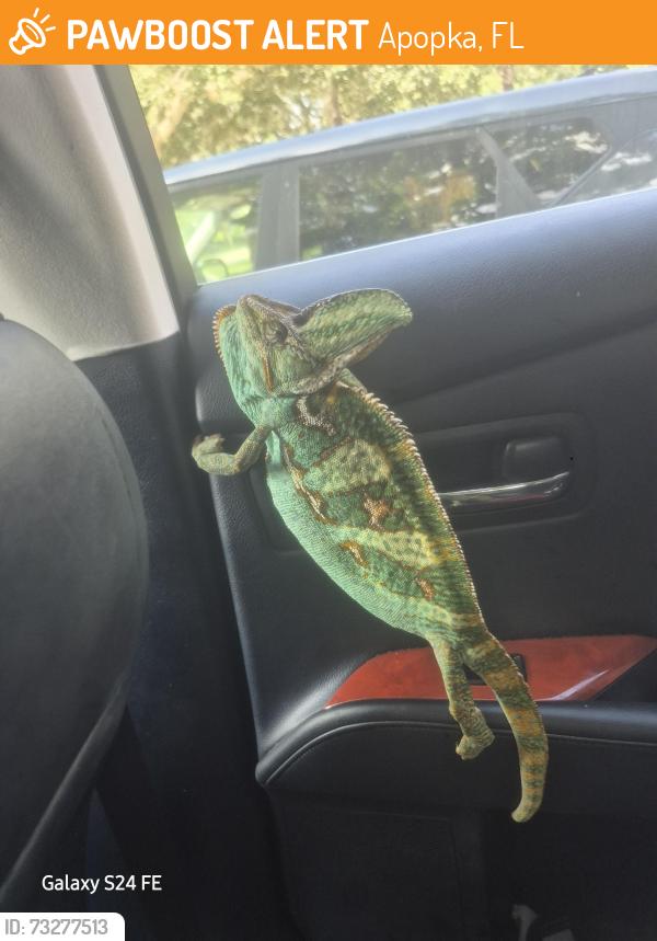 Found/Stray Male Other last seen Rock springs road, apopkafl 32712, Apopka, FL 32712