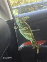 Found/Stray Male Other last seen Rock springs road, apopkafl 32712, Apopka, FL 32712