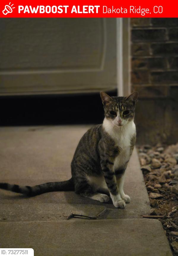 Lost Male Cat last seen Youngfield Street and Cross Drive, Dakota Ridge, CO 80127