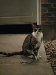 Lost Male Cat last seen Youngfield Street and Cross Drive, Dakota Ridge, CO 80127