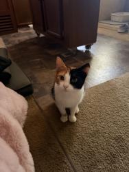 Found/Stray Female Cat last seen W 480 Rd, Pryor, OK 74361
