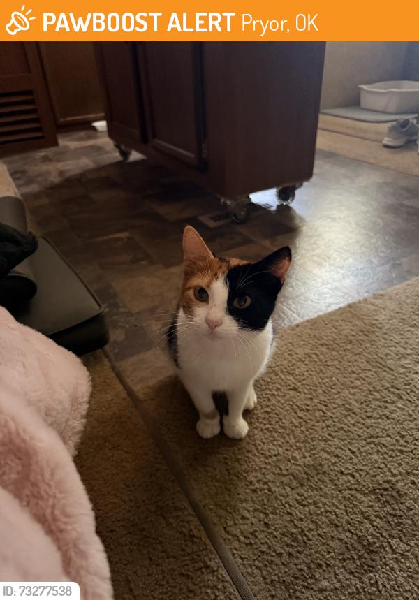 Found/Stray Female Cat last seen W 480 Rd, Pryor, OK 74361