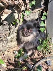 Found/Stray Unknown Dog last seen Covedale area Rapid Run Seibel is behind our street, Cincinnati, OH 45238