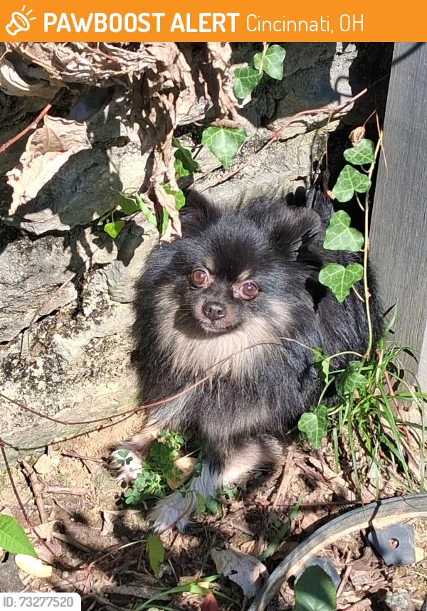 Found/Stray Unknown Dog last seen Covedale area Rapid Run Seibel is behind our street, Cincinnati, OH 45238