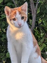 Reunited Male Cat last seen 29th St, Richmond, CA 94804, USA, Richmond, CA 94804